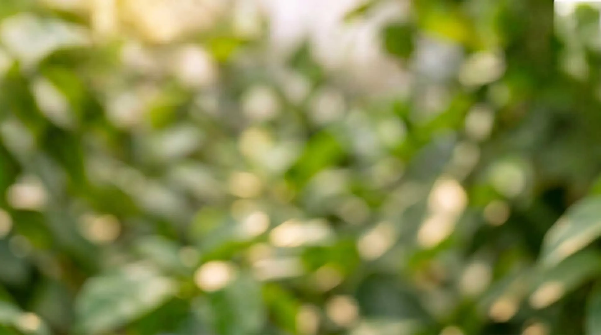 Sfondo botanico naturale per aromaterapia