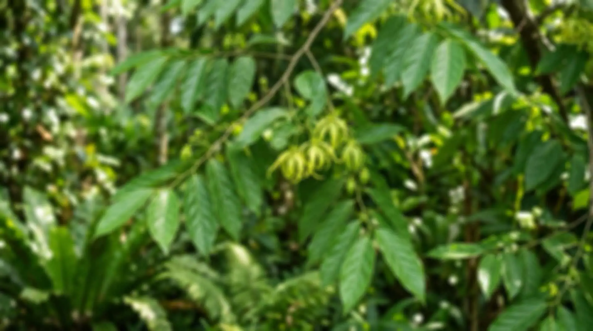 Habitat tropicale della Cananga Odorata (Ylang Ylang)