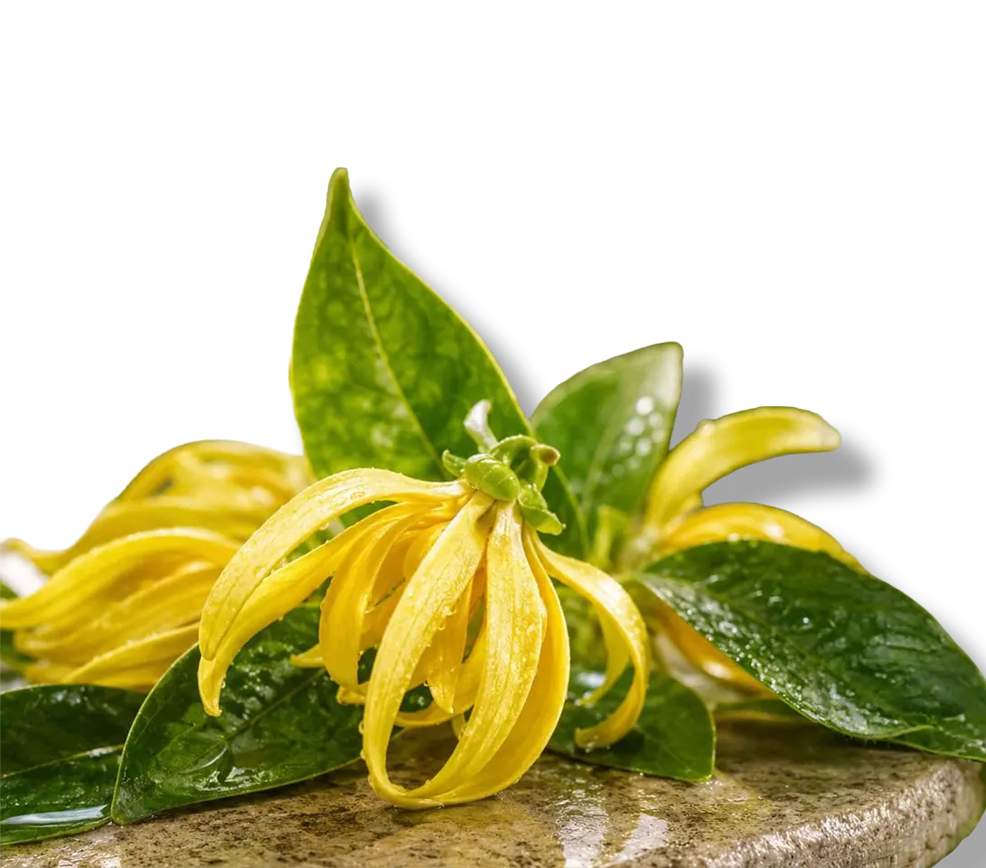 Fiori di Ylang Ylang Cananga Odorata